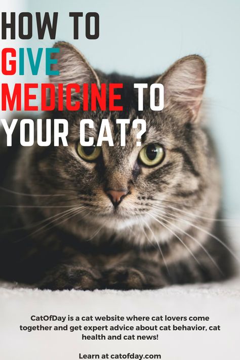 Cat Website, Cat Medicine, Pet Meds, Mean Cat, Animal Medicine, Cat Allergies, Cat Language, Dental Problems, Cat Parenting