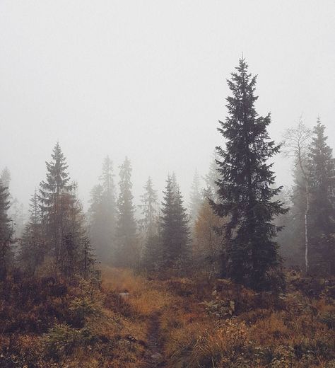 Character Musings, Fog Autumn, Norway Forest, Norway Nature, Tree Plan, Forest Core, Pretty Landscapes, Autumn Forest, Autumn Landscape