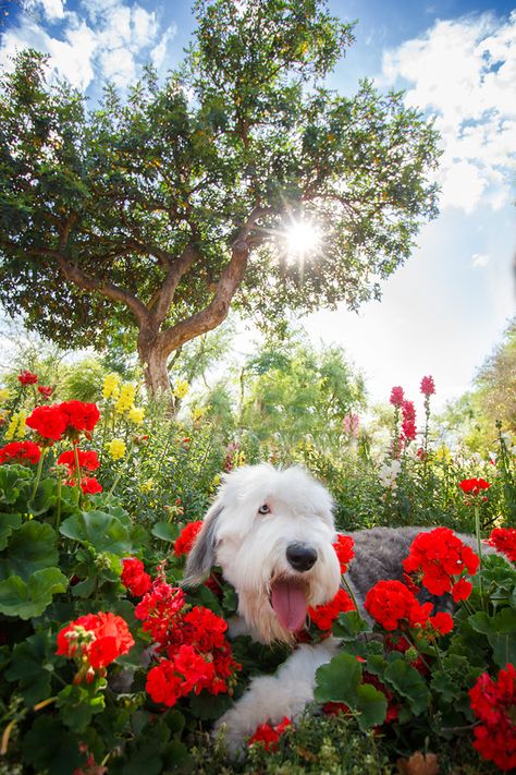 Old English Sheepdog in the flowers! Photo by Kira DeDecker. Black Russian Terrier, Dog Toilet, Pet Resort, English Sheepdog, Kinds Of Dogs, Pet Photographer, Pets 3, Old English Sheepdog, Lovely Creatures