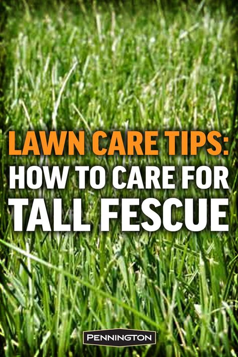 Tall Fescue Grass Lawn, Best Grass Seed Lawn, Fescue Grass Lawn, Lawn Design Ideas, Flower Bed Decor Ideas, Reseeding Lawn, Tall Fescue Lawn, Tall Fescue Grass, Backyard Vibes