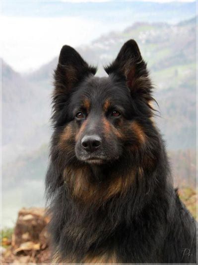 Shiloh Shepherd Dog, Shiloh Shepherd, Shepherd Dog Breeds, Adventure Zone, Dog German, Coban, Shepherd Puppies, Cane Corso, German Shepherd Puppies