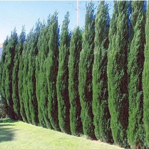 Columnar Evergreens for Sale | Fast-Growing-Trees.com Trees For Privacy, Thuja Green Giant, Emerald Green Arborvitae, Fast Growing Evergreens, Cupressus Sempervirens, Privacy Hedge, Myrtle Tree, Privacy Trees, Growing Trees