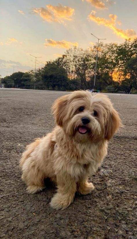 Lhasa Apso Puppy, Lhasa Apso Puppies, Cartoon Pets, Scruffy Dogs, Real Dog, Ideal Life, Lhasa Apso, Lhasa, Puppy Party