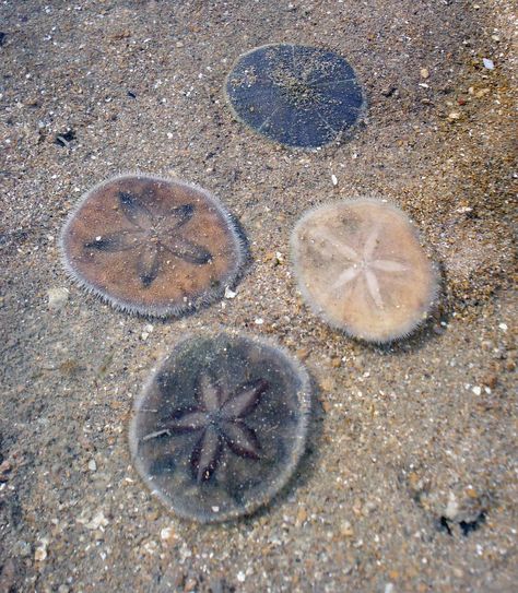 pretty sand dollar Sand Dollar Tattoo, Ocean Wonders, Shells And Sand, Sand Dollars, Sand Art, Ocean Creatures, Sand Dollar, Underwater World, Ocean Life