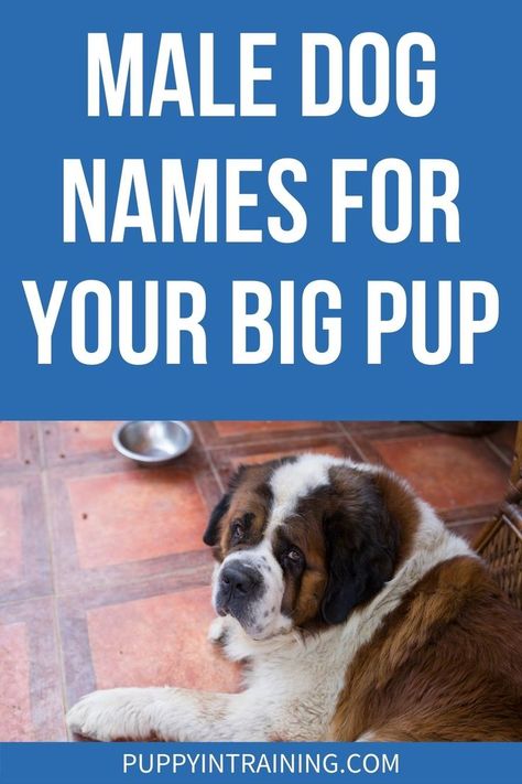 Male Dog Names For your Big Pup - St Bernard sitting waiting for food. - Struggling to settle on the perfect name for your new pooch? If they are male and promise to grow to be quite large, we have a list of recommendations for you. Big Dog Names, Male Dog Names, Cute Big Dogs, Boy Dog Names, St Bernard Puppy, Rich Boy, St Bernard Dogs, Bernard Dog, Puppy Names