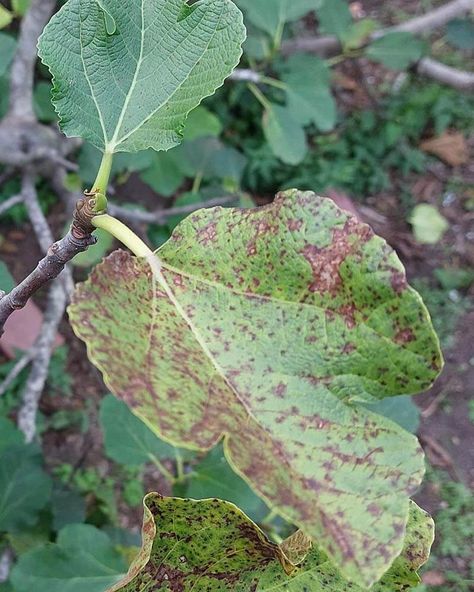 Fig Tree Plant, The Fig Tree, Fig Trees, Soil Layers, Powdery Mildew, Fig Leaves, Fig Tree, Growing Indoors, Brown Spots