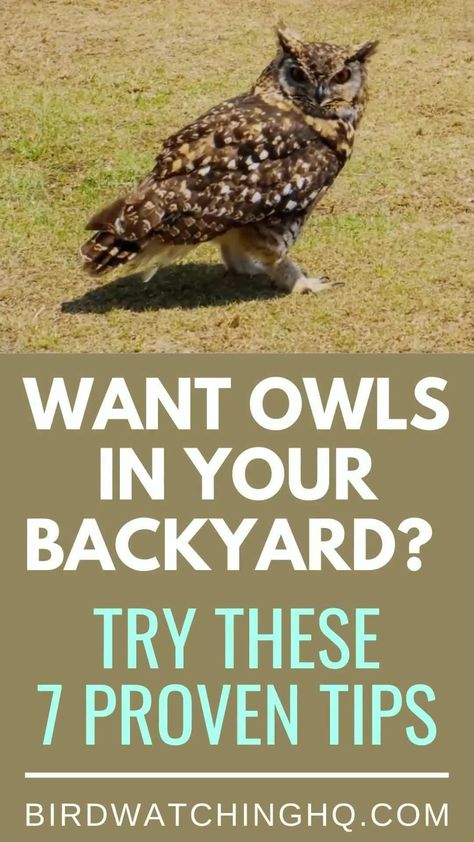 Owls are amazing creatures, but can be hard to attract to your backyard. But here are 7 strategies to help you see more owls near your home! Owl Habitat, Backyard Birds Watching, Bird House Plans Free, Backyard Birds Feeders, Backyard Birds Sanctuary, Homemade Bird Houses, Owl Box, Bird Houses Ideas Diy, Homemade Bird Feeders