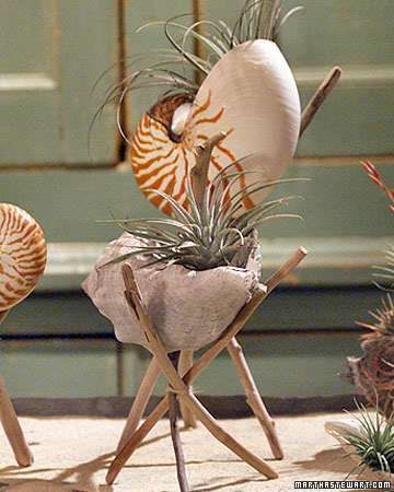 22 super creative DIY seashell projects you can make will inspire you to pull out your stash of seashells and start creating and decorating your home today! H2OBungalow Seashell Ideas, Air Plants Decor, Shell Planter, Seashell Projects, Air Plant Display, Sea Shell Decor, Shell Decor, Seashell Art, Cactus Y Suculentas