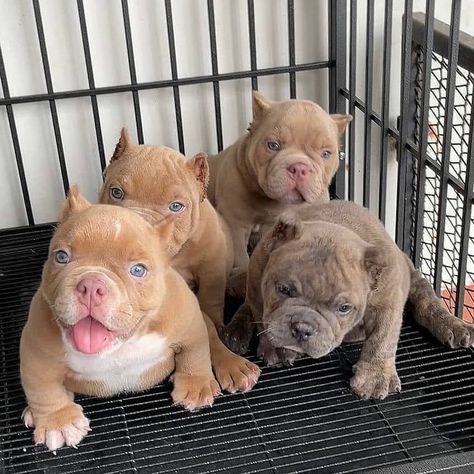 American Bully Puppy, American Bully Dog, Bully Puppy, Pitbull Dog Puppy, Bully Puppies, Pitbull Dog Breed, Cute Bulldog Puppies, Bully Breeds Dogs, Very Cute Puppies