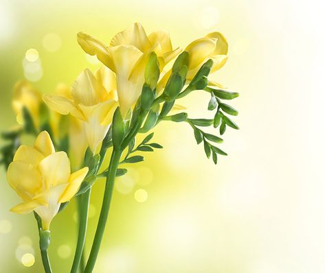 Image Yellow Flowers Freesia Closeup Freesia Flowers, Easter Wallpaper, Spring Background, Nature Posters, Flower Border, Popular Wallpaper, Border Design, Photo Posters, Yellow Flowers