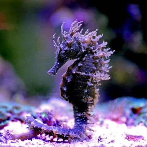 IFLScience on Instagram: “Spiny seahorse says happy #UnderWaterWednesday! These tufty fellows are easily recognizable thanks to their magnificent manes and they’re…” Pretty Animals, Seahorses, Jellyfish, Under The Sea, Octopus, Animals, On Instagram, Instagram