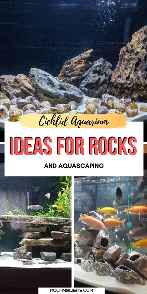 Are you looking for ideas on what rocks to choose and how to aquascape your Cichlid tank? Look no further, in this article you'll find 6 stylish and safe rockscape choices for an aquarium with African or South American Cichlid species. Rock Aquarium Ideas, Aquascape Design Rocks, Cichlid Tank Ideas, Mbuna Cichlids, African Cichlid Tank, Cichlid Tank, Aquascaping Ideas, African Cichlid Aquarium, American Cichlid