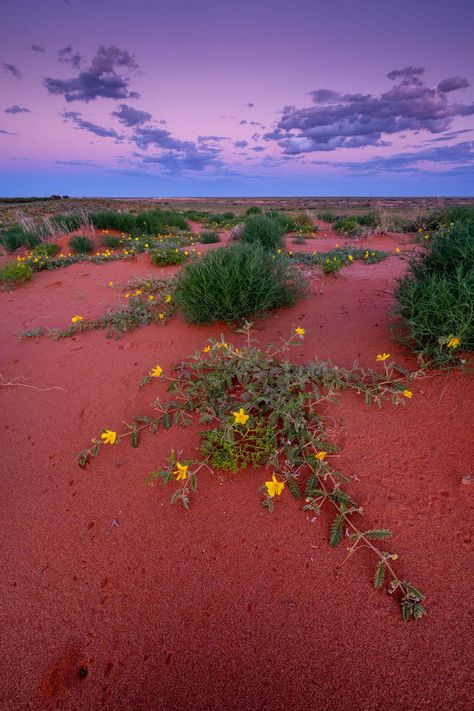 Shop Desert Blooms, William Creek, South Australia Print & Wall Art from Kati Thanda-Lake Eyre by Tom Putt. FREE SHIPPING in Australia. Australian Gothic, Australian Desert, Australia Landscape, Island Pictures, Australian Landscape, Australian Plants, Outback Australia, Australian Travel, Mornington Peninsula