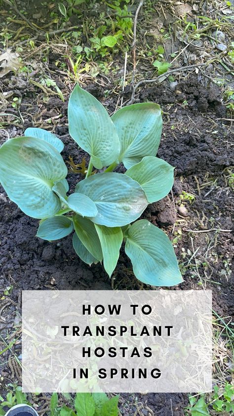 How to Transplant Hostas in the Spring - Rooted Wings Co Transplanting Hostas, Transplant Hostas, Landscaping, Step By Step, Plants, Quick Saves