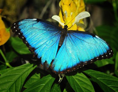 Morpho butterfly (Morpho peleides). Morpho Azul, Emperor Butterfly, Butterfly And Moth, Butterfly Project, Blue Butterfly Wallpaper, Blue Morpho Butterfly, Moth Caterpillar, Butterfly Species, Morpho Butterfly