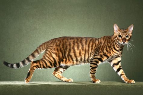 Naturally, certain cat breeds are more uncommon and costly than others. Hybrids descended directly from exotic wild cats are generally the most expensive cat breeds. Feline Reference, Toyger Cat, Warrior Cat Ocs, Bengal Kittens, Cat In Heat, Cat Poses, Cat References, Cat Reference, Siberian Cat