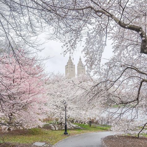 7,516 Me gusta, 95 comentarios - Central Park (@centralparknyc) en Instagram: "￼In a year like 2020, we all needed to be reminded of the beauty around us. And it brought us such…" Nyc Baby, Central Park Nyc, New York Life, My Place, Nyc Trip, Dream City, Concrete Jungle, Gotham City, Fell In Love