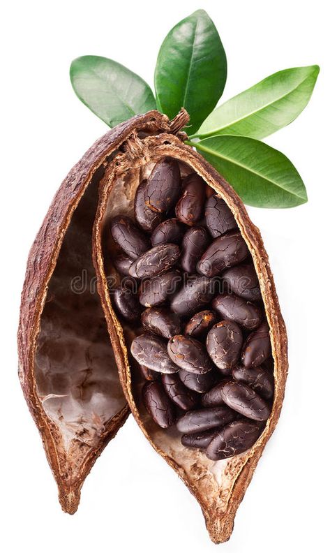 Cocoa pod. On a white background , #AFFILIATE, #pod, #Cocoa, #background, #white #ad Cocoa Fruit, Chocolate Book, Growing Fruit Trees, Chocolate Pictures, Cocoa Beans, Fruits Images, Art Photography Portrait, Leaf Images, Food Graphic Design