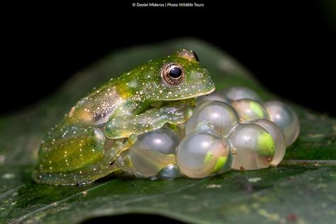 FROG w/ EGGS  Crystal frog, Centrolene savagei, in Colombia by Daniel Mideros Dissecting Frogs, Different Frog Species, Frog Eggs, Creative Writing Inspiration, Glass Frogs Animal, Frog Species, Poison Dart Frog Photography, Wild Kingdom, Beauty Shots