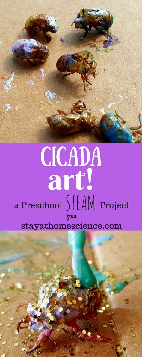 Stem Games, Insect Art Projects, Preschool Steam, Cicada Shell, Cicada Art, Insects Preschool, Cool Insects, Steam Projects, Child Education