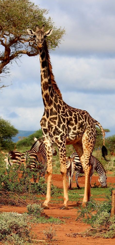 Amazing facts about a giraffe African Animals Photography, Masai Giraffe, Animals Giraffe, Giraffe Pictures, Wild Animals Pictures, A Giraffe, Facts For Kids, Animal Facts, African Wildlife