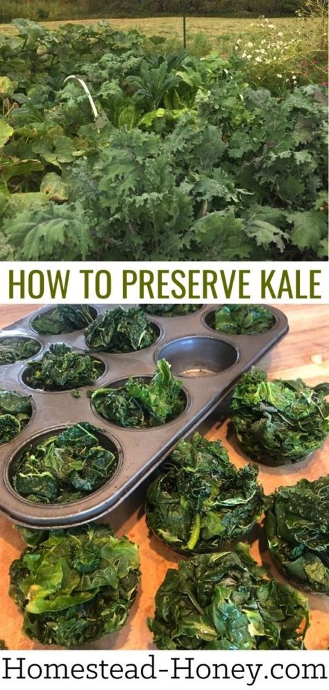 How to Preserve Kale Preserve Kale, Pioneer Living, Frugal Kitchen, Freezing Kale, Growing Kale, Preserving Vegetables, Freezing Vegetables, Sauerkraut Recipes, Homemade Deodorant