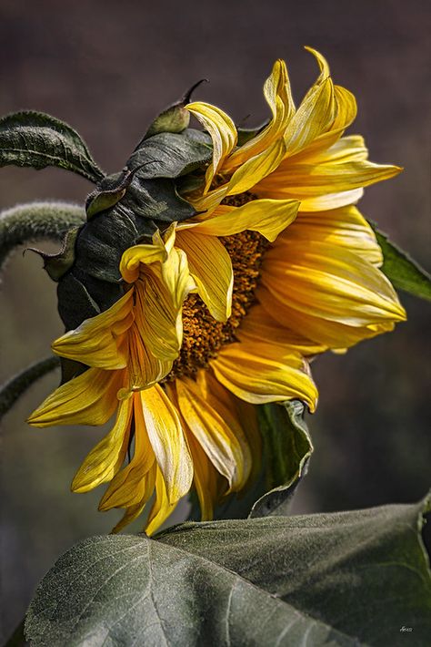 Multi Piece Wall Art, Horse Oil Painting, Sunflower Pictures, Fruit Painting, Sunflower Art, Georges Braque, Sunflower Painting, Sunflower Fields, Oil Painting Flowers