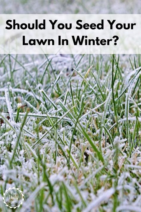 Should You Seed Your Lawn In Winter - The Daily DIY Winter Grass, Grow Grass From Seed, Winter Grass Seed, When To Plant Grass Seed, Grass Seed Tips How To Grow, Planting Grass Seed In Spring, When To Plant Grass Seed In Spring, Best Time To Plant Grass Seed, Over Seeding Lawn Spring