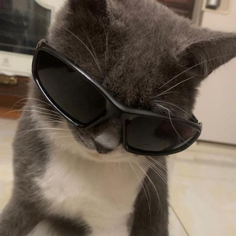 Cat Pfp Sunglasses, Pfp With Aura, Cats In Glasses, Cat With Glasses Wallpaper, Cat With Glasses Pfp, Cat With Shades, Glasses Pfp, Glasses Wallpaper, Cat Wearing Glasses