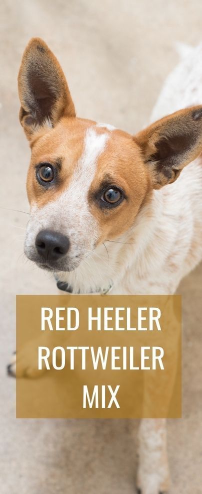 The Red heeler Rottweiler mix leaves many people confused due to the mixture of names from this Australian breed. Rottweiler Mix, Red Heeler, Corgi Mix, Australian Cattle Dogs, Calm Dogs, Strong Muscles, American Kennel Club, Puppy Adoption, Blue Heeler