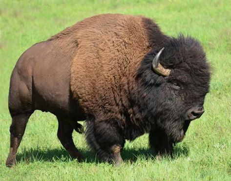 Bison Pictures, Animal Sketching, Buffalo Pictures, Buffalo Art Print, Bison Photography, Bison Photo, Map Inspiration, Tattoos Aesthetic, Buffalo Animal