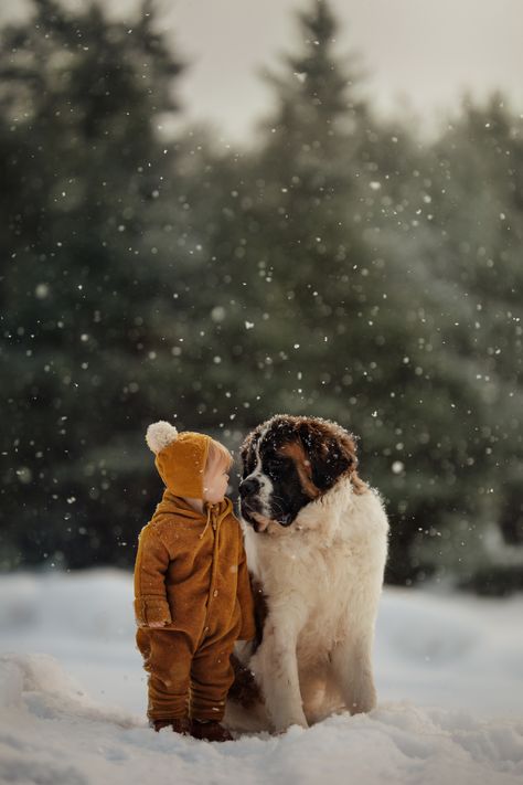 St Bernards, Storytelling Techniques, Photos With Dog, St Bernard Dogs, Bernard Dog, St Bernard, Dogs And Kids, Winter Dog, Mountain Dogs