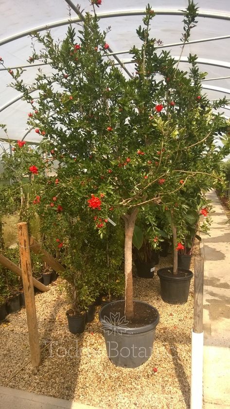 Trees and Shrubs > Pomegranate Tree - Todd's Botanics - Front yard, in front of tower Potted Pomegranate Tree, Morrocan Courtyard, Greenhouse Business, Pomegranate Growing, Pomegranate Tree, Mediterranean Plants, Tree Garden, School Playground, Garden Shrubs