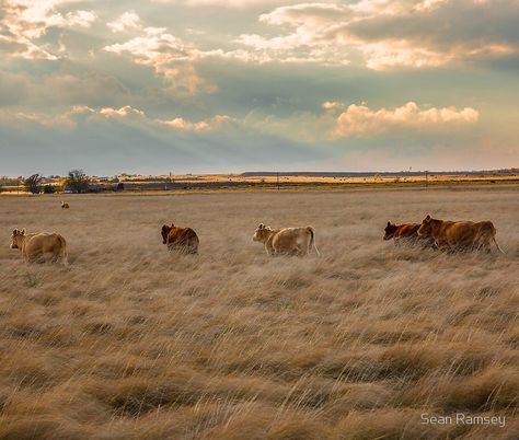 Cows Among the Grass Cow Photography, Texas Panhandle, Wall Art Photo, Western Wall Art, Late Autumn, The Grass, Photography Art, Autumn Day, Photography Print