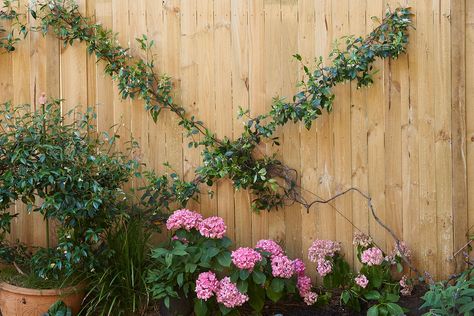 How to make a pretty wire trellis for your garden Gardens Australia, Evergreen Climbers, Metal Arbor, Brick Garden Edging, Wire Trellis, Diy Garden Trellis, Chinese Star, Brick Garden, Star Jasmine