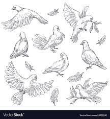 Dove Sketch, Pigeon Vector, Dove Sketches, Pigeon Tattoo, Dove Drawing, Dove Flying, Wood Pigeon, Dove Tattoo, Doodle Pages