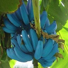 You Should Be Planting Blue Java Bananas, Because They Taste Like Ice Cream Blue Java Banana, Banana Ice Cream Healthy, Ice Cream Banana, Banana Seeds, Florida Plants, Wisteria Tree, Banana Fruit, Live Tree, Red Blossoms