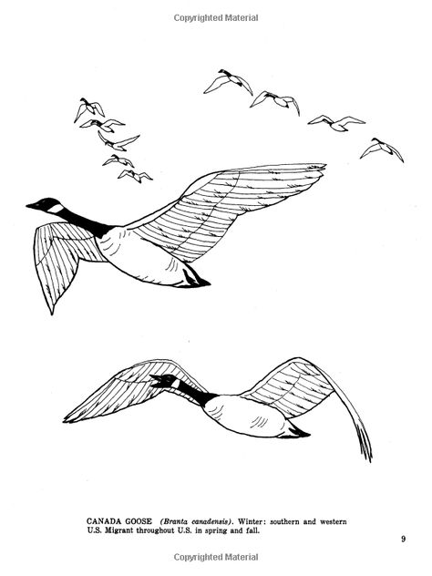 Fifty Favourite Birds Colouring Book: Coloring Book (Dover Nature Coloring Book): Amazon.co.uk: Lisa Bonforte: 9780486242613: Books Goose Drawing, Goose Tattoo, Goose Craft, Geese Flying, Canada Geese, Printable Coloring Pages For Kids, Canadian Goose, Bird Coloring Pages, Wood Burning Patterns