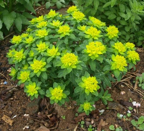 Euphorbia Polychroma.  Euphorbia polycroma Gulltörel  HÖJD: 50 cm  BLOMNING: Maj-Juni  VÄXTPLATS: Sol-halvskugga. Lättodlad i de flesta väldränerade jordar. Klarar torka bra.  UTSEENDE: Lysande gulgrön. Gröna blad. Röd höstfärg. EGENSKAPER: Välformade tuvor. Vacker kantväxt, i rabatt och större stenparti. Giftig mjölksaft. HÄRDIGHET: B – Härdig PLANTERINGAVSTÅND: 30 cm Euphorbia Polychroma, Basil Herb, Seed Collection, Clay Soil, Plant List, Foliage Plants, Green Space, Trees And Shrubs, Plant Design