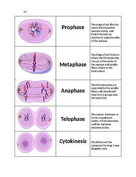 Phases Of Mitosis Drawing, Mitochondria Diagram, Mitosis Phases, Biology Flashcards, Biology Wallpaper, Biology Pictures, Stages Of Mitosis, How To Study Anatomy, Gcse Notes