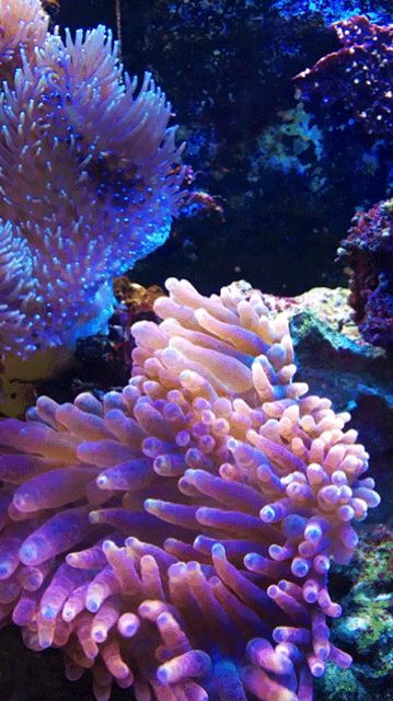 Coral Reef Photography, Ocean Plants, Sea Plants, Under The Ocean, Deep Sea Creatures, Beautiful Sea Creatures, Underwater Creatures, Underwater Life, Water Life