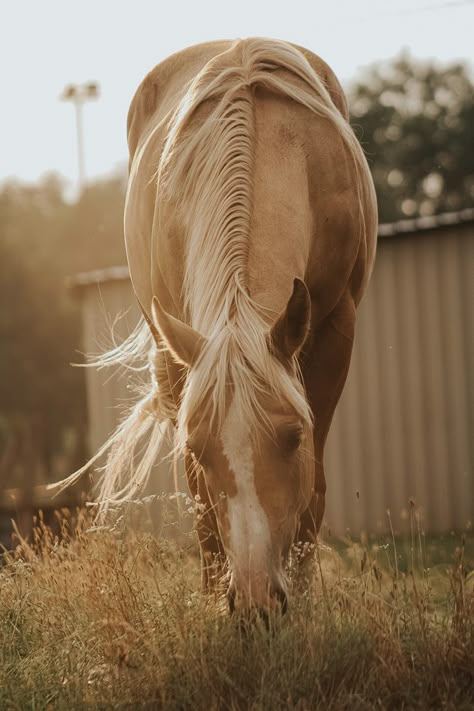 Palomino Horse Photography, Quarter Horse Palomino, Palomino Barrel Horse, Palomino Horse Aesthetic, Horse Widgets, Paint Horse Aesthetic, Palomino Paint Horse, Horses Palomino, Horse And Rider Photography