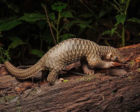 Sunda Pangolin (Manis javanica) / Pangolin javanais / Image by cclborneo (Chien Lee) from inaturalist.org Pangolin Cute, Sunda Pangolin, Kingdom Animalia, Tropical Animals, Animal References, Food Web, Animal Species, Arachnids, Wild Life