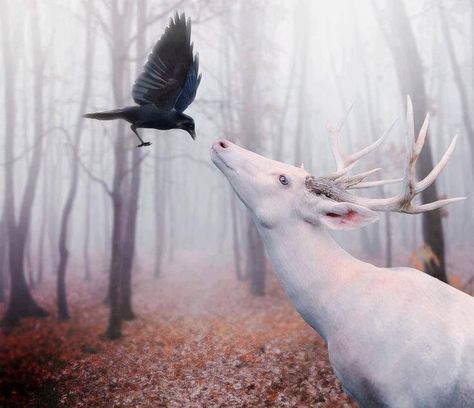 Crow/deer Illustration Kunst, Albino Animals, White Deer, Crows Ravens, The Crow, Pics Art, Animals Friends, Black Bird, In The Woods