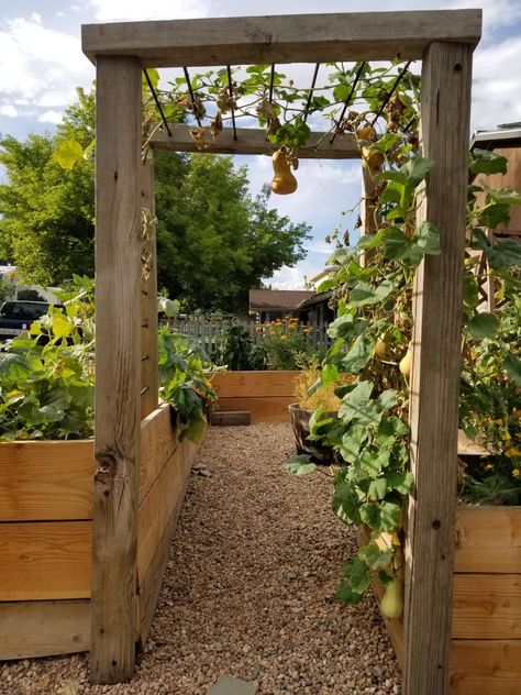 Rebar Garden Trellis, Vege Garden Ideas Backyards, Vegetable Climbing Frame, Vege Garden Arch, Timber Garden Arch, Vegetable Arch Trellis, Arch Trellis Ideas Garden, Veg Garden Layout, Vegetable Trellis Ideas