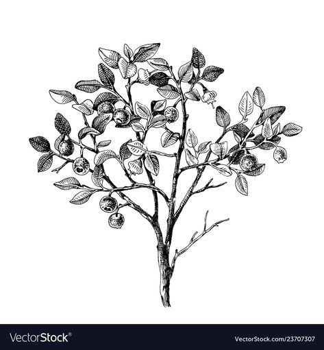 Bilberry Tattoo, Berry Bush Drawing, Berry Bush Tattoo, Bush Vector, Bush Illustration, Bush Drawing, Nature Illustrations, Family Tattoo, Berry Bushes