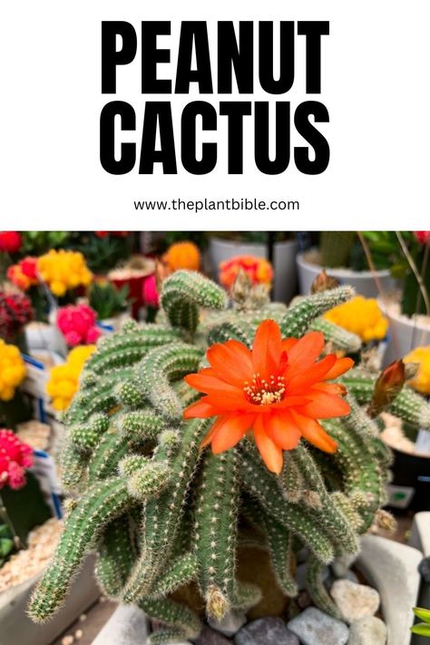 Peanut cactus (Echinopsis Chamaecereus) is a spiky succulent with orange flowers Peanut Cactus, Different Types Of Cactus Plants, Fishbone Cactus Care, How To Take Care Of A Cactus, Orange Succulents Plants, Types Of Cactus Plants Names, Tall Cactus Plants, Coral Cactus, Tall Cactus