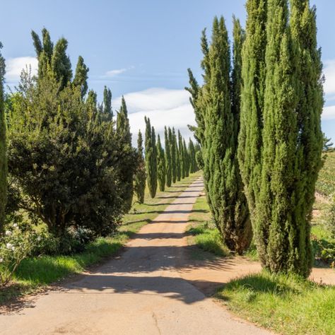 Discover the rustic charm of 'Errigal Farm' in Grabouw Where the essence of Tuscany or Umbria springs to life. This beautiful farm boasts visually appealing areas perfect for both stills and film, with its long roads lined by Cyprus trees evoking a dreamy European landscape. Ideal for productions seeking a picturesque rural setting with a hint of Mediterranean flair. Explore the sweeping vistas and serene ambience of Errigal Farm for your next shoot. To book this enchanting location, conta... Cyprus Tree, Cyprus Trees, Future Mansion, European Landscape, Road Lines, Beautiful Farm, Amazing Spaces, Umbria, Film Stills