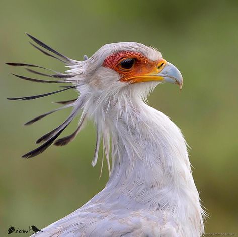 Secretary Bird Aesthetic, The Secretary Bird, Secretary Bird Oc, Secretary Bird Drawing, Secretary Bird Art, Sagittarius Bird, Shout Drawing, Bird Reference Photos, Secretary Birds