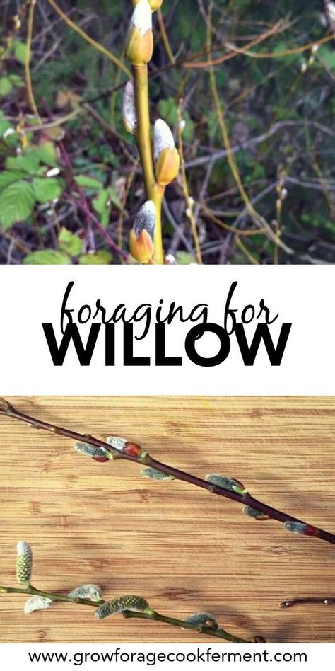 Wild Foraging, Wild Food Foraging, Foraging Recipes, Edible Wild Plants, Foraged Food, Healing Plants, Survival Camping, Wild Edibles, Wild Food